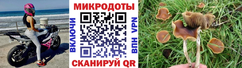 Псилоцибиновые грибы GOLDEN TEACHER  Купить закладки  Болотное 